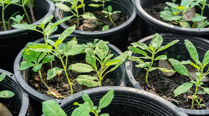 Holy basil is a popular adaptogen