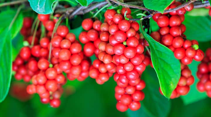 Schisandra is a true adaptogen