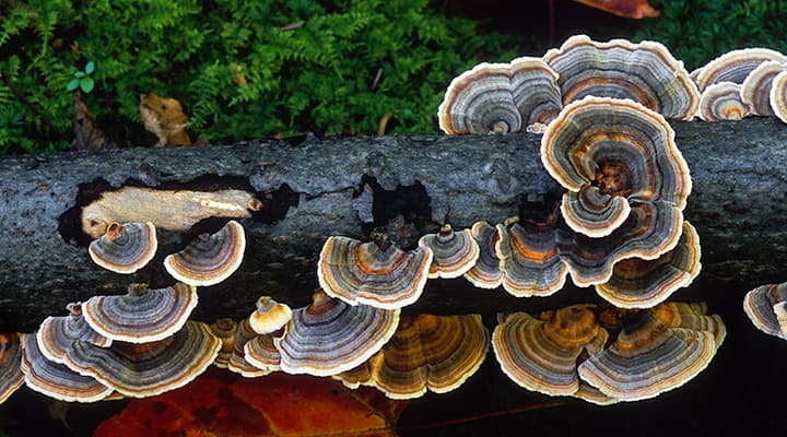 Turkey tail mushrooms have a distinctive color pattern