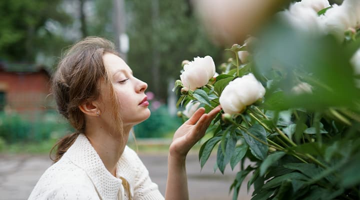 White peonies have been studied for immune system health.