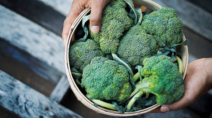 Bowl of steamed broccoli for immune support