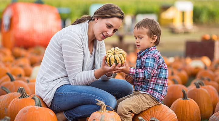 Pumpkin patches are plentiful in the fall season