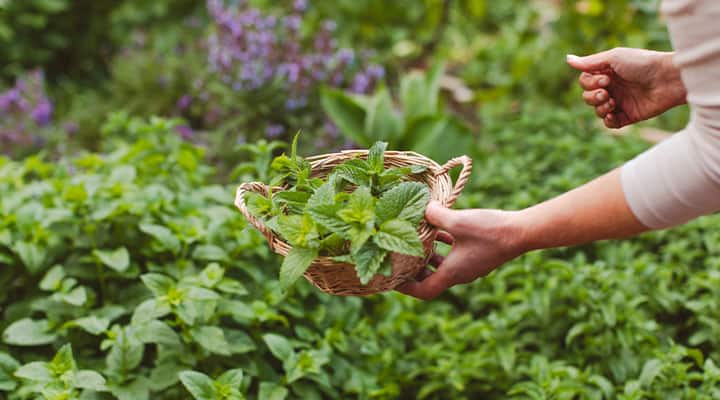 Lemon balm provides sleep support and stress support