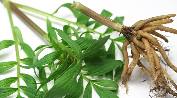 Valerian is a calming herb that supports restful sleep