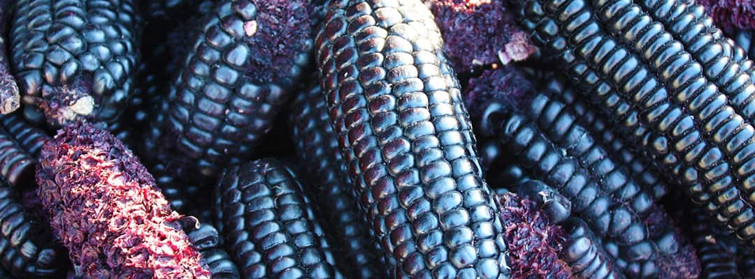 Is Blue Corn Healthy? Blue Corn Tortilla Recipe - Life Extension