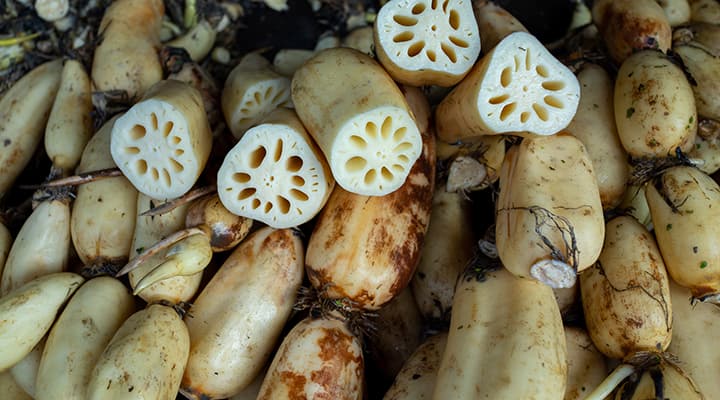 Lotus root is a natural choice for fisetin