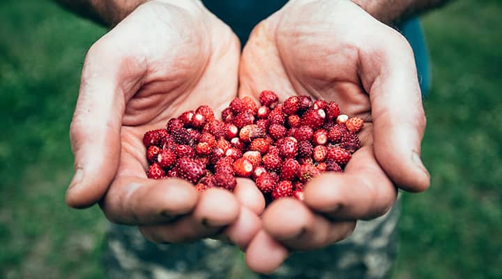 Freeze-dried fruit has the most concentrated fisetin levels