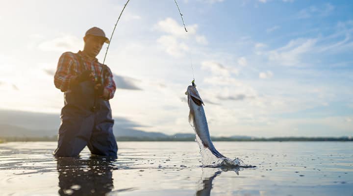 Fish peptides have many bioactive functions.