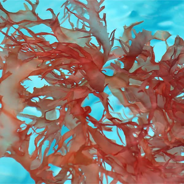 Natural astaxanthin is extracted from a microalgae called Haematococcus pluvialis