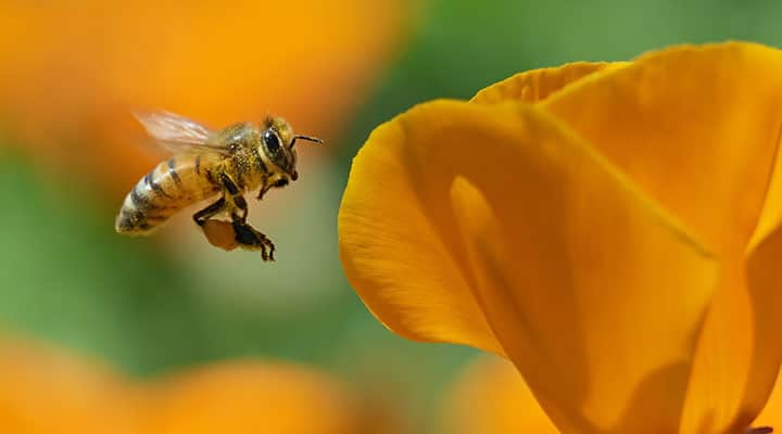 Bees make propolis from plant resins