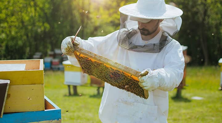 Beekeepers harvest propolis from hives