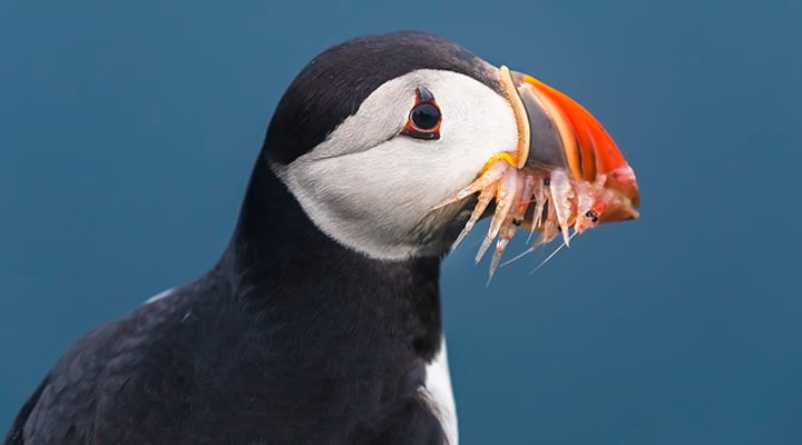 Krill are tiny shrimp-like creatures eaten by birds and whales.