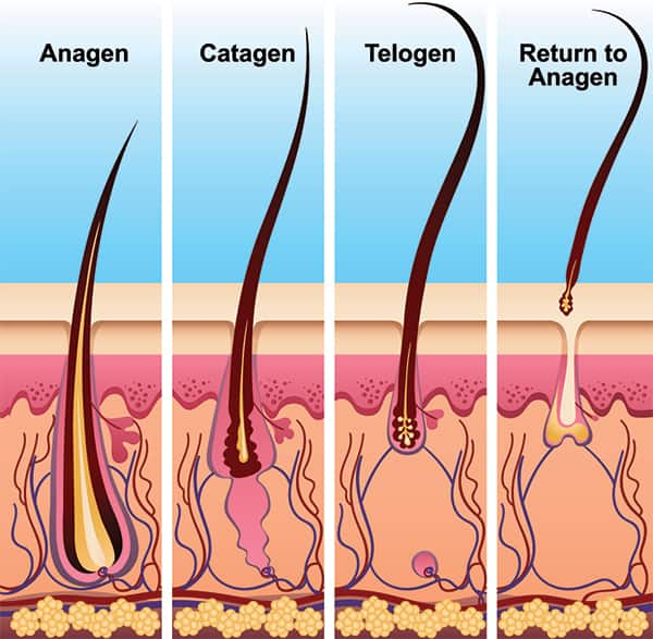 Saw Palmetto And Hair Growth - Life Extension