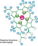 Chlorophyllin Protects Against Environmental Toxins