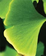 Ginkgo - Healing Herb Series