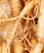 Fresh Ginseng Man Roots