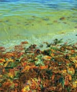 colorful yellow red seaweed algae on sea ocean shore coastline