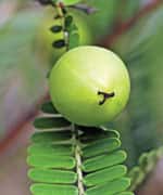 Endothelial Dysfunction And Stiff Arteries Are Killing You