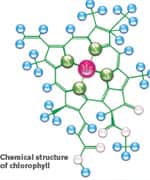 Chlorophyllin Protects Against Environmental Toxins