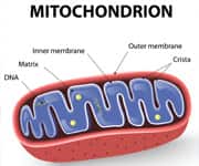 Environmental Toxins And Their Destructive Effects On Mitochondria