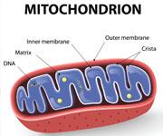 Environmental Toxins And Their Destructive Effects On Mitochondria