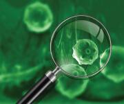 Natural compounds that remove aging cells