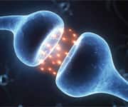 The Foundation of Learning and Memory