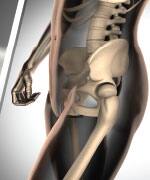 Calcium Stops Bone Loss