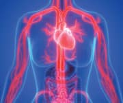 Improving Arterial Function