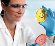 Scientist analyzing a sample of Lactobacillus plantarum P17630