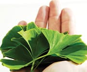 Ginkgo benefits patients that had a stroke