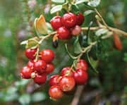 Cranberries support a healthy microbiome