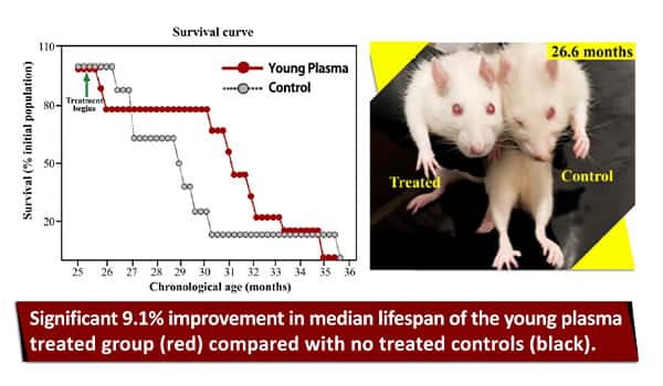 Effects of young plasma on mice