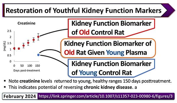 Restoration of yourhful kidney function markers