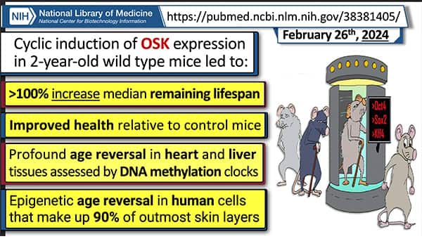 Cyclic induction of OSK expression in 2 year old mice