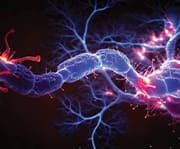 Brain health influenced by the immune system