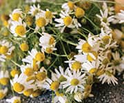 Quercetin is a plant-derived polyphenol