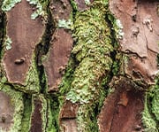 French maritime bark