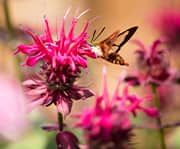 Scarlet beebalm plant