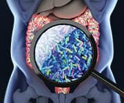 Gut bacteria, microbiome