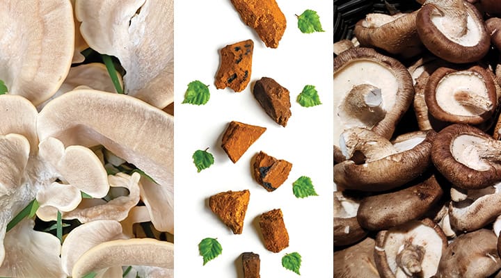 Maitake, Chaga and Shiitake mushrooms