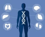 Luteolin effects many parts of the body