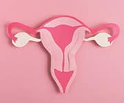 Lactobacillus bacteria is high in a healthy vaginal flora