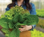 High bioavailability luteolin has the potential to promote better health in humans