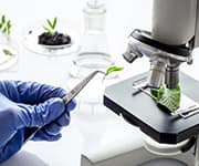 The plant flavonoid luteolin defends against common diseases of aging