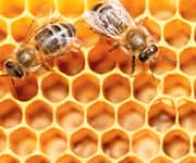 Like honey, not all propolis is the same