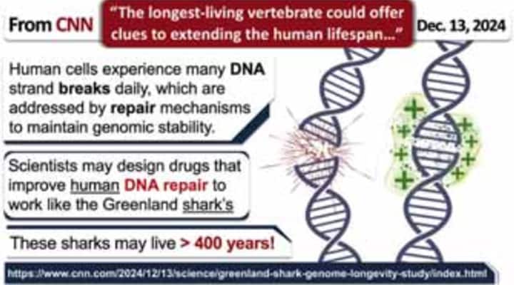 Scientist look to greenland sharks to design DNA repair drugs