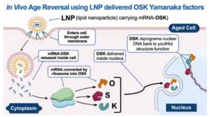 In vivo age reversal using LNO delivered OSK yamanaka factors