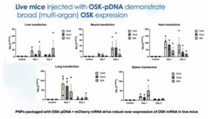 OSK-pDNA in mice demonstrated OSK expression