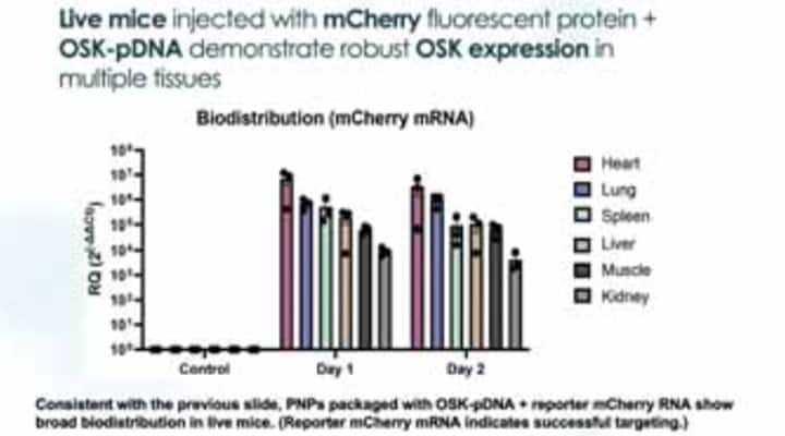 Mice injected with mCherry fluroscent preotein plus OSK-pDNA